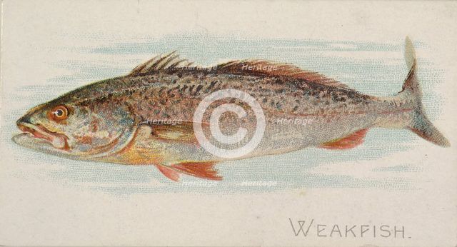 Weakfish, from the Fish from American Waters series (N8) for Allen & Ginter Cigarettes Bra..., 1889. Creator: Allen & Ginter.