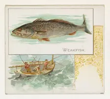 Weakfish, from Fish from American Waters series (N39) for Allen & Ginter Cigarettes, 1889. Creator: Allen & Ginter