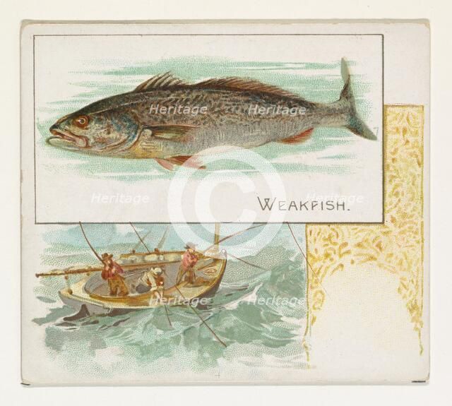 Weakfish, from Fish from American Waters series (N39) for Allen & Ginter Cigarettes, 1889. Creator: Allen & Ginter.