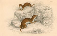Weasel (Putorius nivalis/Mustela vulgaris), the smallest European carnivore, 1828. Creator: Unknown
