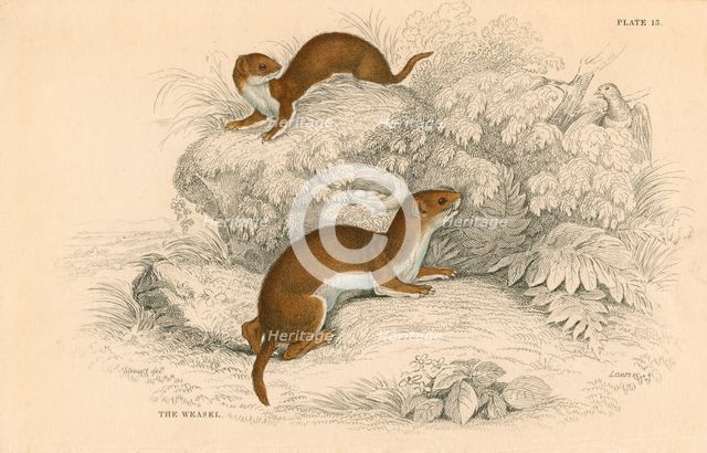 Weasel (Putorius nivalis/Mustela vulgaris), the smallest European carnivore, 1828. Creator: Unknown.