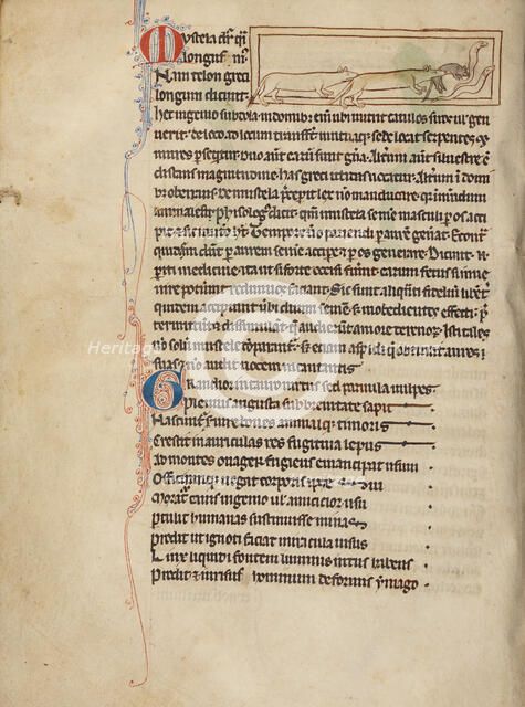 Weasels; Northumberland Bestiary, about 1250-1260. Creator: Unknown.