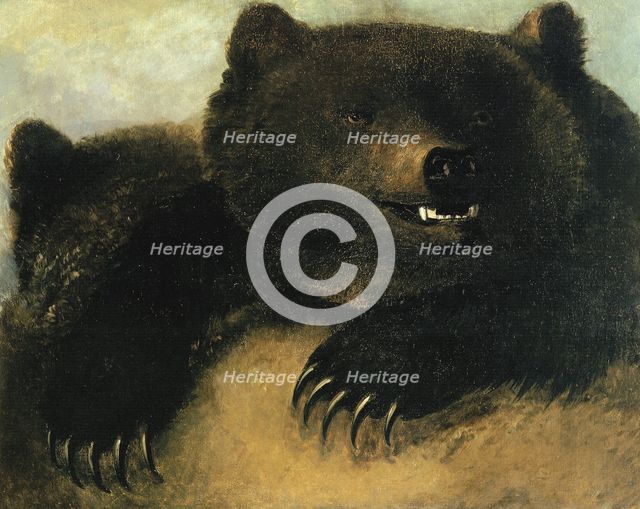 Weapons and Physiognomy of the Grizzly Bear, 1846-1848. Creator: George Catlin.