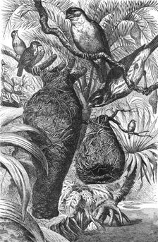 Weaver Birds and their Nests; Notes of a Naturalist in the North-Western Provinces of India 1875. Creator: Charles Horne