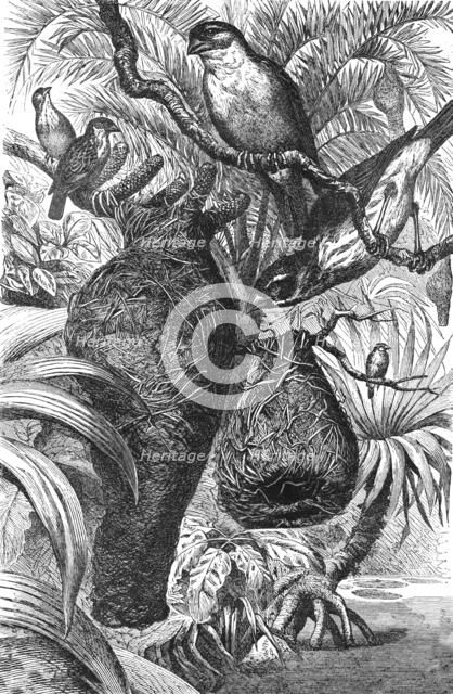 'Weaver Birds and their Nests; Notes of a Naturalist in the North-Western Provinces of India', 1875. Creator: Charles Horne.