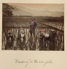 Weeding in the rice fields, about 1873-1883. Creator: Shinichi Suzuki I