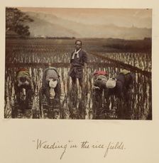 Weeding in the rice fields, about 1873-1883. Creator: Shinichi Suzuki I