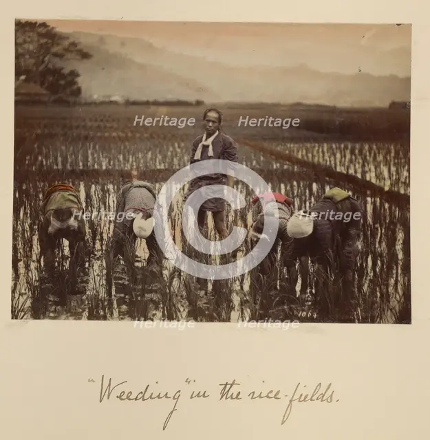 Weeding in the rice fields, about 1873-1883. Creator: Shinichi Suzuki I.