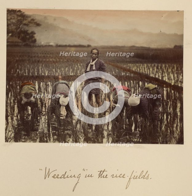 Weeding in the rice fields, about 1873-1883. Creator: Shinichi Suzuki I.