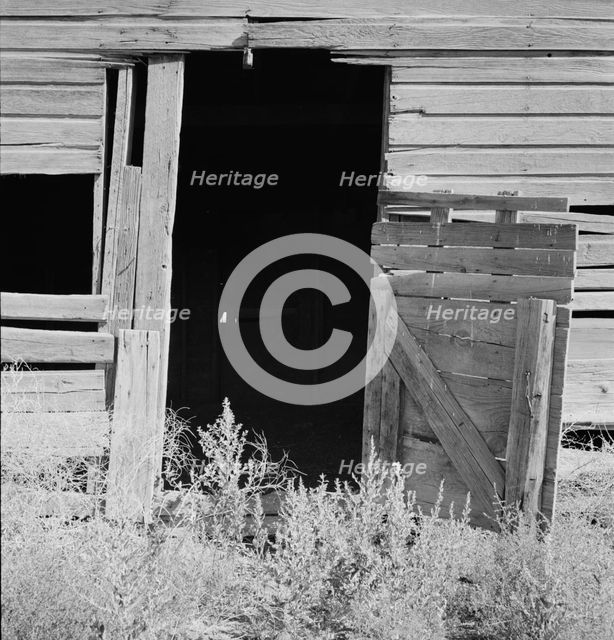 Weeds crowd the barn door abandoned in Columbian Basin, Grant County, Washington, 1939. Creator: Dorothea Lange.