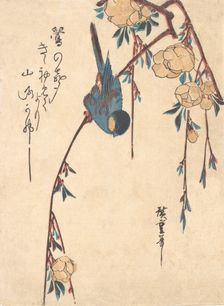 Weeping Cherry. Creator: Ando Hiroshige