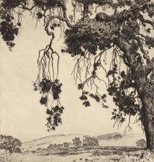 Weeping Oaks, c1900-1952. Creator: Alfred Ray Burrell