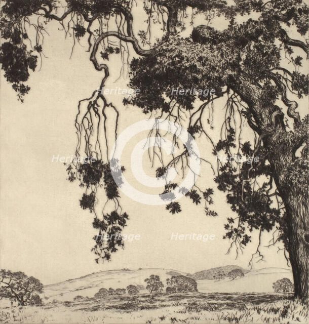 Weeping Oaks, c1900-1952. Creator: Alfred Ray Burrell.