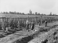 Weighting scales at edge of bean field, near West Stayton, Marion County, Oregon, 1939. Creator: Dorothea Lange