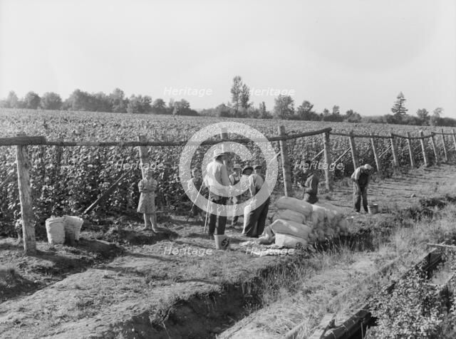 Weighting scales at edge of bean field, near West Stayton, Marion County, Oregon, 1939. Creator: Dorothea Lange.