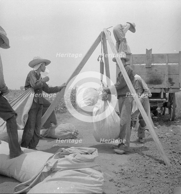 Weighing cotton near Robstown, Texas, 1936. Creator: Dorothea Lange.