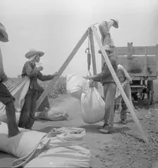 Weighing cotton near Robstown, Texas, 1936. Creator: Dorothea Lange