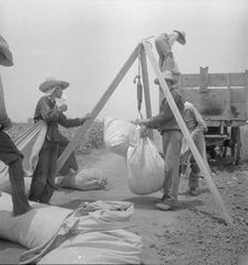 Weighing cotton near Robstown, Texas, 1936. Creator: Dorothea Lange