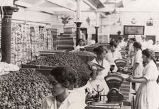 Weighing and packing Rowntree’s Fruit Pastilles, York, Yorkshire, 1923