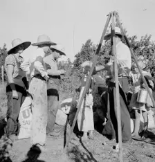 Weighing beans at scales on edge of field, near West Stayton, Marion County, Oregon, 1939. Creator: Dorothea Lange