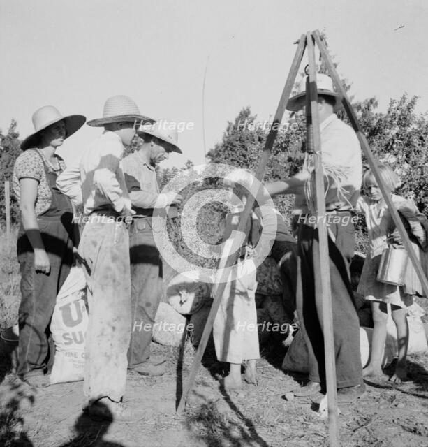 Weighing beans at scales on edge of field, near West Stayton, Marion County, Oregon, 1939. Creator: Dorothea Lange.