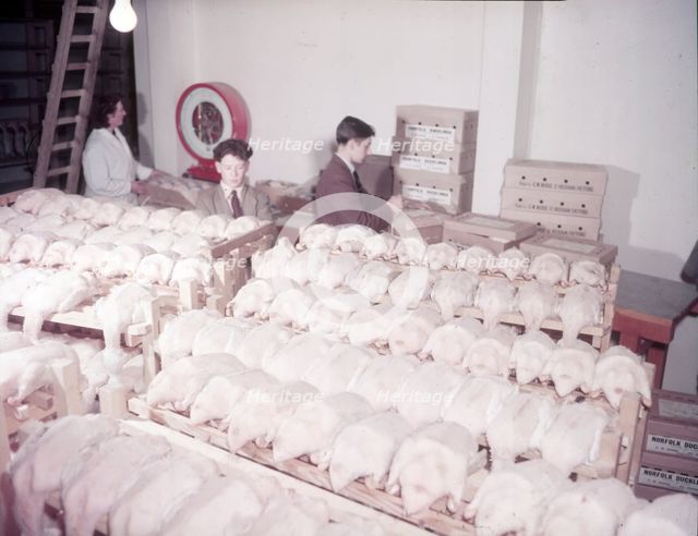 Weighing, grading and packing ducks, turkey and duck farm, Norfolk, c1955. farm of Mr G. W. Nurse of Creator: Arthur Charles Kirby Ware.