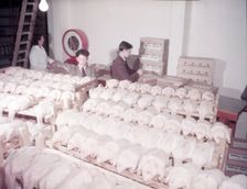 Weighing, grading and packing ducks, turkey and duck farm, Norfolk, c1955. farm of Mr G. W. Nurse of Creator: Arthur Charles Kirby Ware