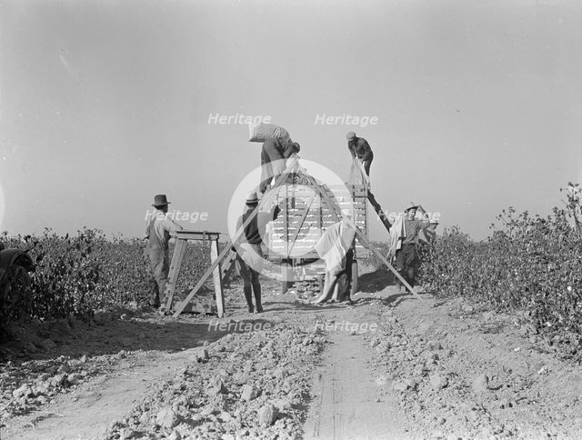 Weighing in cotton, San Joaquin Valley, California, 1936. Creator: Dorothea Lange.