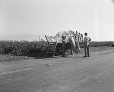 Weighing in cotton, Southern San Joaquin Valley, California, 1936. Creator: Dorothea Lange