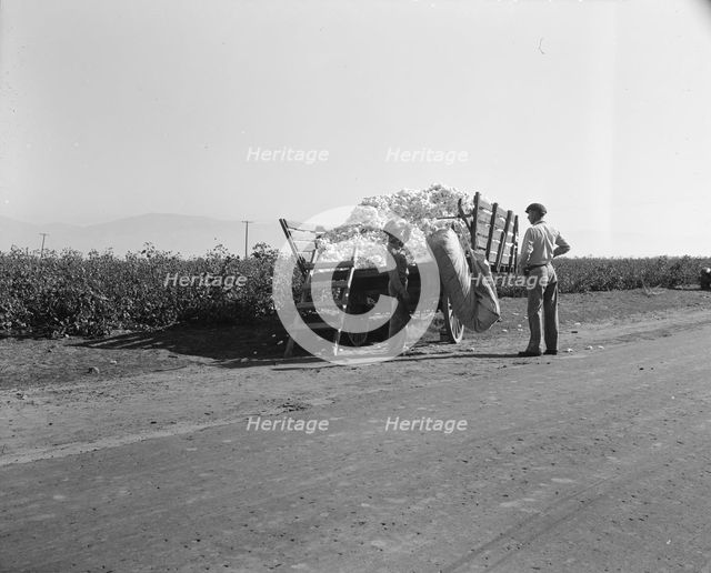 Weighing in cotton, Southern San Joaquin Valley, California, 1936. Creator: Dorothea Lange.