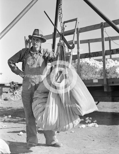 Weighing in cotton, Southern San Joaquin Valley, California, 1936. Creator: Dorothea Lange.