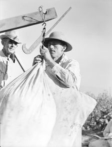 Weighing in cotton, Southern San Joaquin Valley, California, 1936. Creator: Dorothea Lange