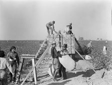Weighing in and loading cotton, Southern San Joaquin Valley, California, 1936. Creator: Dorothea Lange