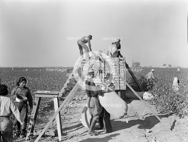 Weighing in and loading cotton, Southern San Joaquin Valley, California, 1936. Creator: Dorothea Lange.