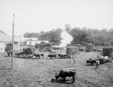 Weighing sugar cane before unloading at the mill, c1904. Creator: Unknown