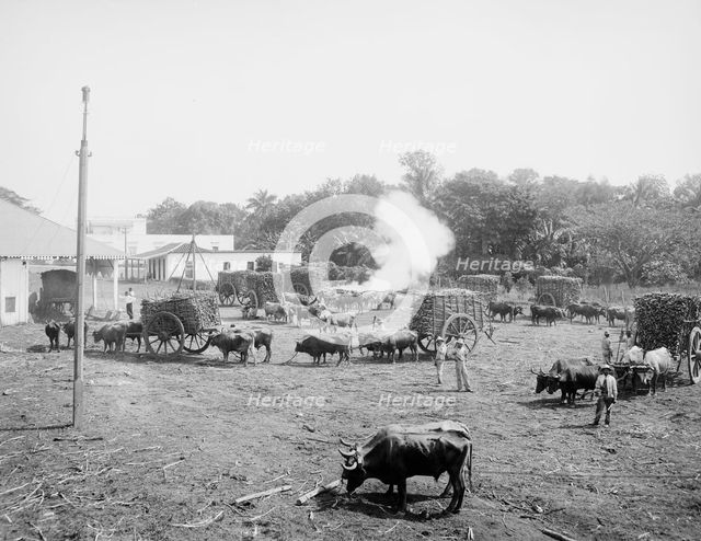 Weighing sugar cane before unloading at the mill, c1904. Creator: Unknown.