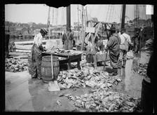Weighing up the catch, Gloucester, Mass., between 1900 and 1915. Creator: Unknown