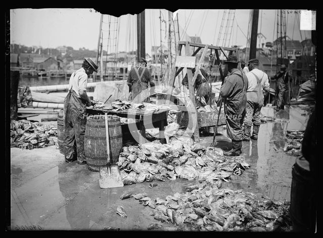 Weighing up the catch, Gloucester, Mass., between 1900 and 1915. Creator: Unknown.