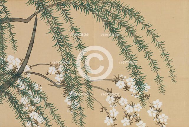 Weiden- und Kirschzweige (Yanagizakura). From the series "A World of Things (Momoyogusa)", 1909-1910 Creator: Sekka, Kamisaka (1866-1942).