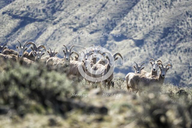 Well, Hello. Creator: Joshua Johnston.