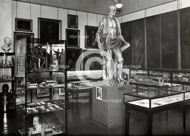 Wellcome Historical Medical Museum, Wigmore Street, London: anatomy room on the first floor. Creator: Unknown.