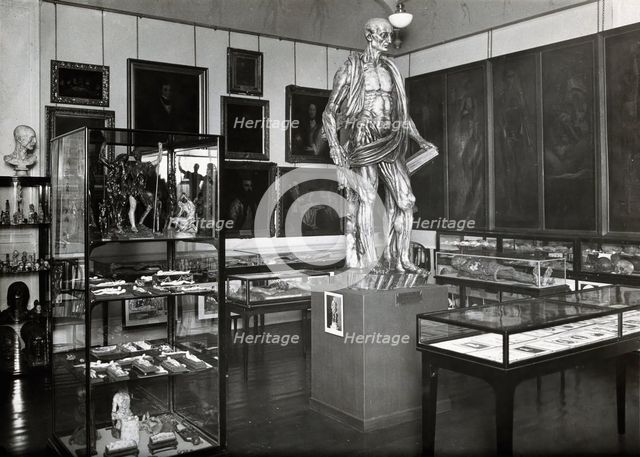 Wellcome Historical Medical Museum, Wigmore Street, London: anatomy room on the first floor. Creator: Unknown.