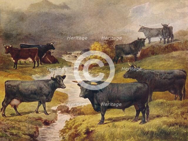 Welsh Black cattle, c1906 (c1910). Artist: Unknown.