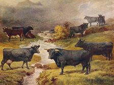 Welsh Black cattle, c1906 (c1910)