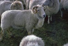 Welsh Mountain ram