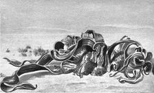 'Welwitschia mirabilis; Afrique Australe 1914. Creator: Unknown