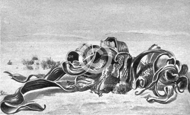 ''Welwitschia mirabilis; Afrique Australe', 1914. Creator: Unknown.