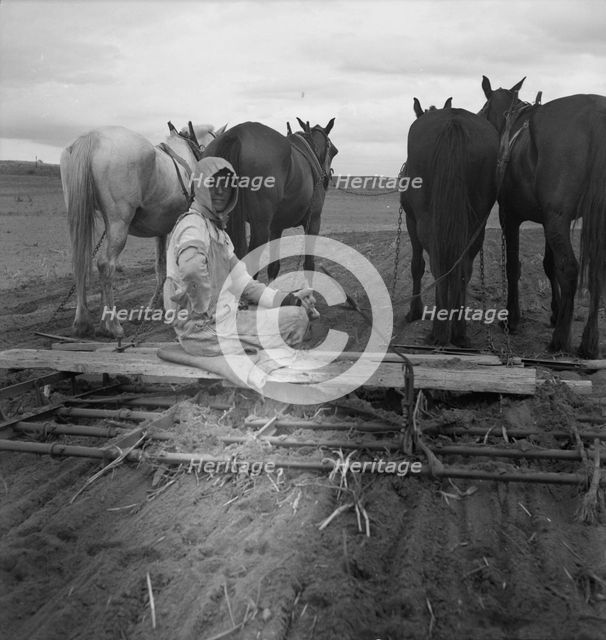 West Texas tenant farmer's wife, 1937. Creator: Dorothea Lange.