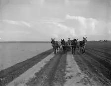 West Texas farmer replanting cotton, near Stanton, Texas, 1937. Creator: Dorothea Lange