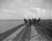 West Texas farmer replanting cotton, near Stanton, Texas, 1937. Creator: Dorothea Lange